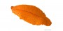 Corail d'oursin cru à cuisiner décongelé