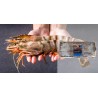 Les Énormes Gambas sauvages tigrées entières crues 2 kg