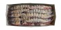 Gambas sauvages géantes tigrées entières crues 2kg surgelés bord taille 3XL boite
