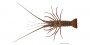 Langouste caraïbes de très grosse taille décongelée
