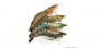 Gambas géantes tigrées sauvages entières crues décongelée