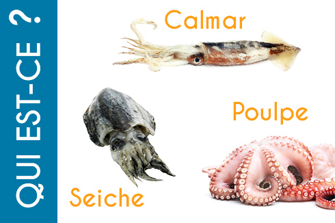 Différences entre les calmars les seiches et les poulpes